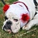 Custom Snuggly Dog Hat for Large Breeds