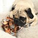Jungle Print Tag Toy for Dogs