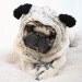 Pug Hat for Dogs