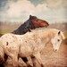 Horse Photograph - Horse Portrait - 8x8 - Animal photography - Lead Or Be Led