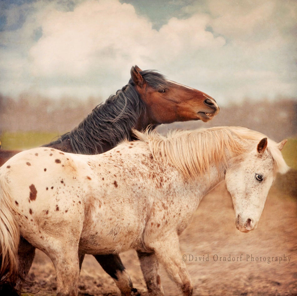 8x8 METALLIC PRINT - Horse Photograph - Horse Portrait - Animal photography - Lead Or Be Led