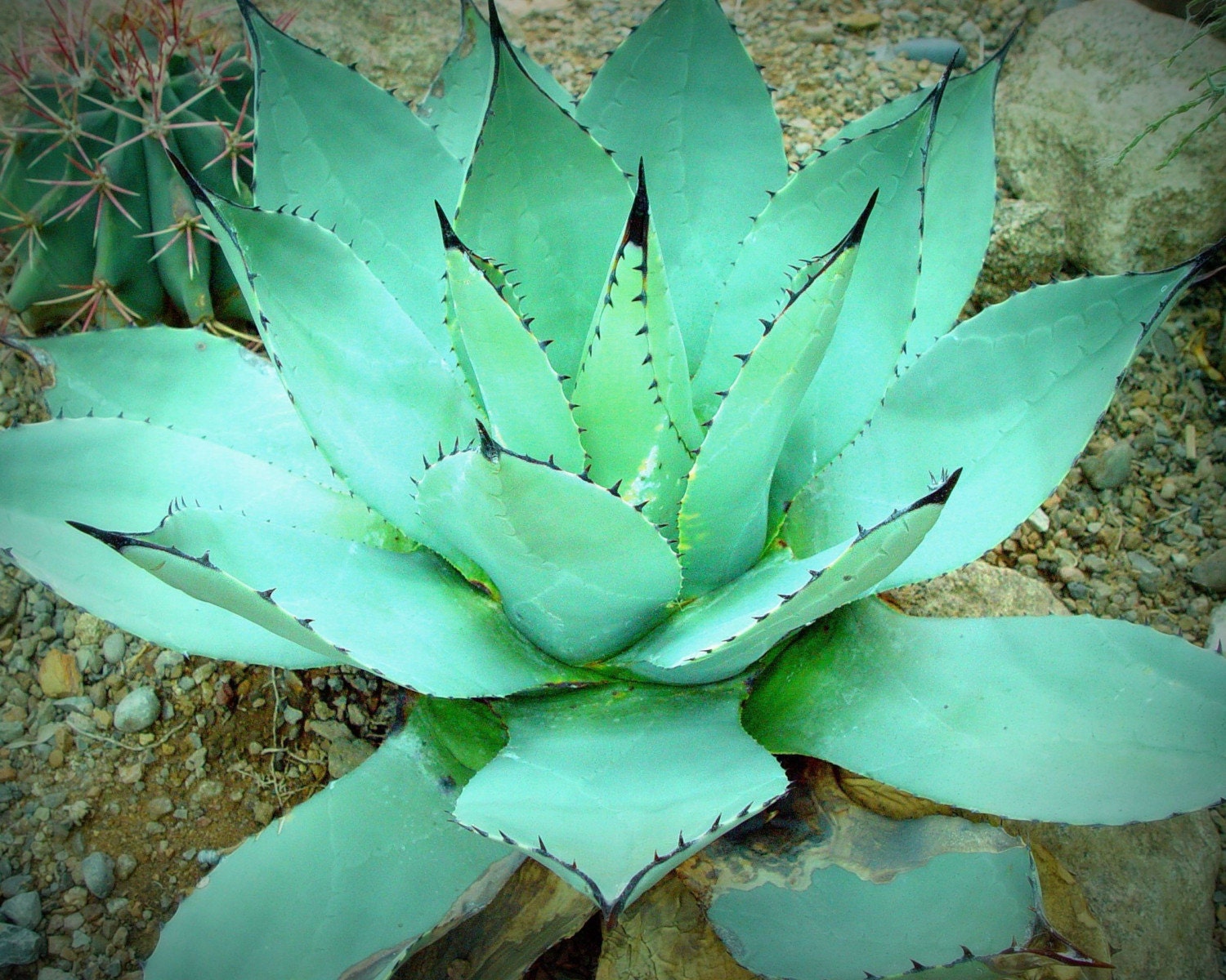 Tequila Anytime 8x10 Photo Art