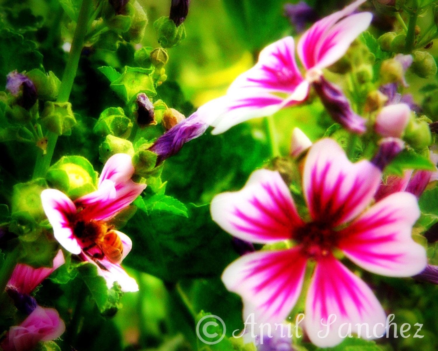 Oh Beehave - 8x10 Photo Art