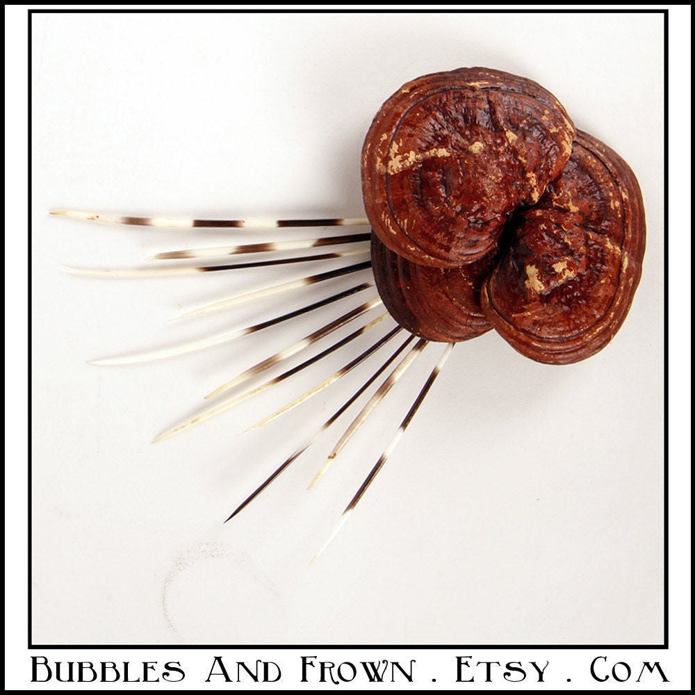 Mushroom Patty.... Hair Clip of Mushroom and Porcupine Quills