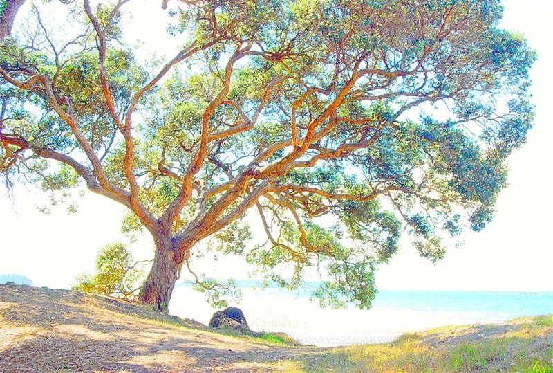 Printable Photographic Print Summer time tree at the beach - wall art  8x10, 16x20,  11x14, 20x30
