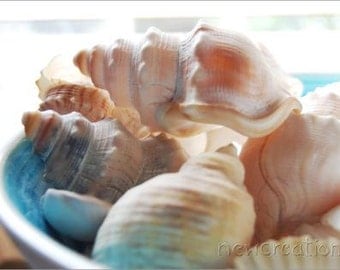 Sea inspired photography - sea shells print - beach theme - PRINTABLE still life 8x10 10x10 16x20 11x14 20x30