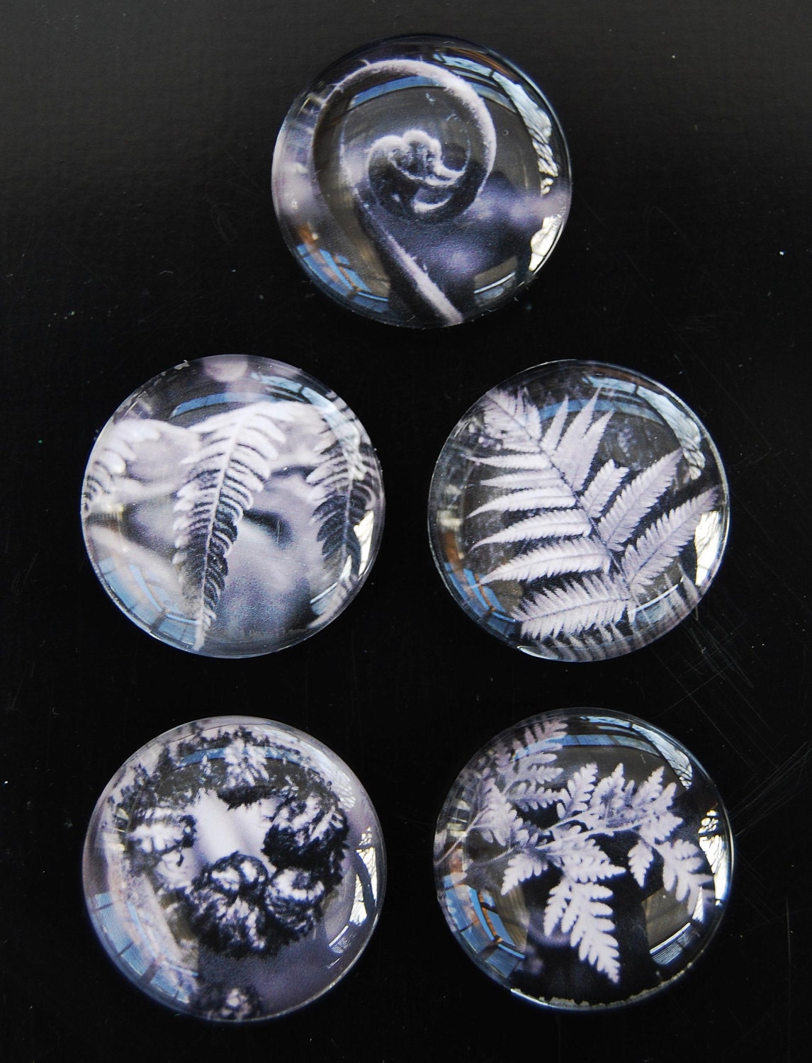 Glass magnets new zealand fern prints in black and white fridge decor