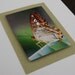 Butterfly card 3D photographic print - nature theme
