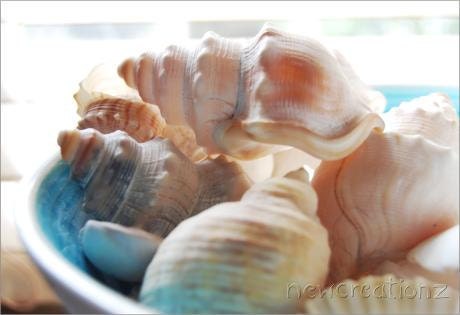 Sea inspired photography - sea shells print - beach theme - PRINTABLE still life 8x10 10x10 16x20 11x14 20x30