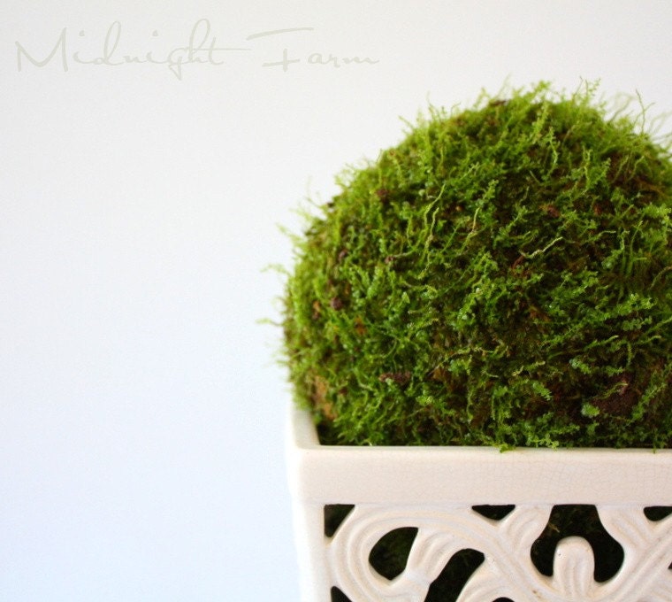 Live Moss Topiary and Terrarium Tutorial