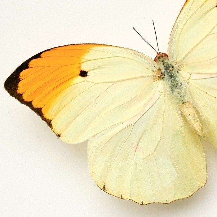 Yellow Brimstone Real Framed Butterfly Art - BugUnderGlass