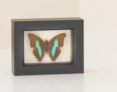 Turquoise Emperor Framed Butterfly Display  FREE SHIPPING