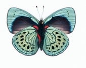 Charles Darwin Butterfly Framed Butterfly Art 1355