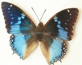 Blue African Framed Butterfly Display