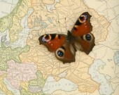 Vintage Map of Europe with native butterfly