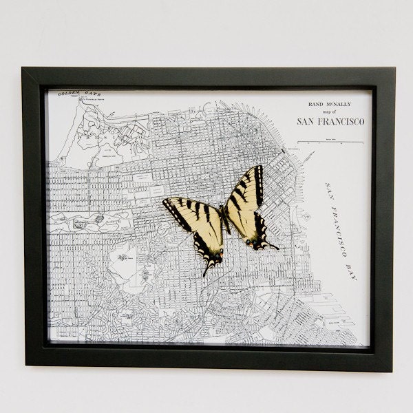 Old Map of San Francisco with native Tiger Swallowtail