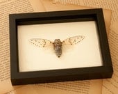 Real Cicada Insect Museum Display