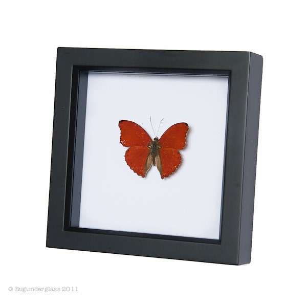 Framed Butterfly Display Heart Shaped Real Insect Shadowbox - BugUnderGlass