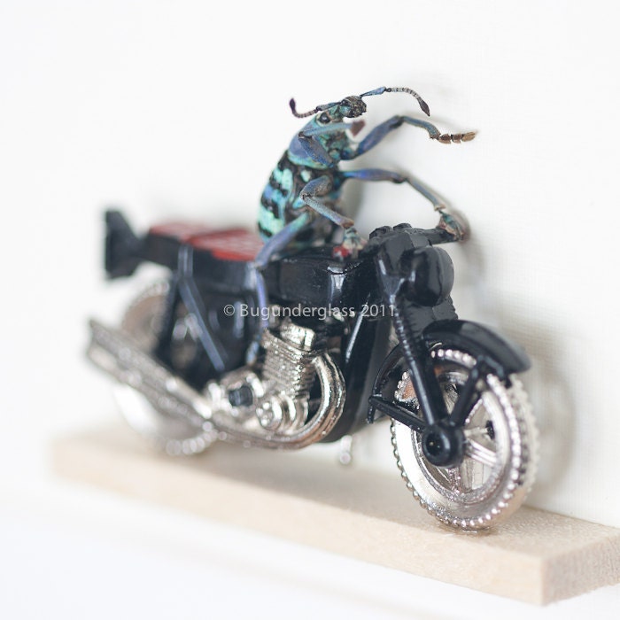 Framed Beetle Insect Art Weevil Riding Motorcycle Weevil Knievel