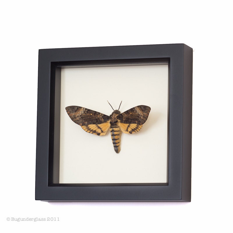Real Death Head Moth Silence of the Lambs Taxidermy Display