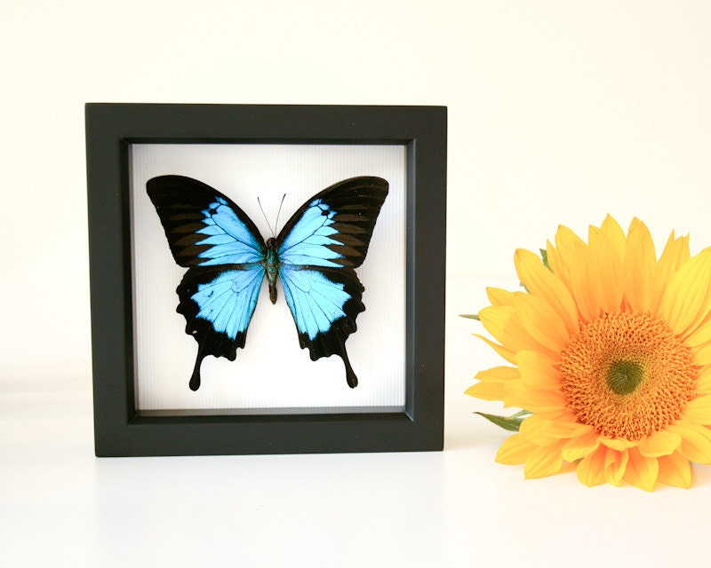 Real Butterfly Display Blue Mountain Butterfly