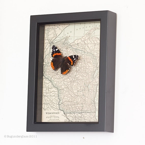 Framed Map of Wisconsin with Red Admiral Butterfly