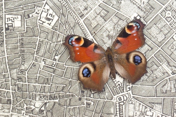 Real Butterfly in Paris Archival Print of the City of Paris 1776
