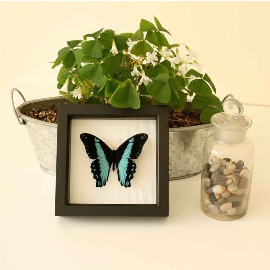 African Swallowtail Framed Butterfly Display