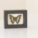 Turquoise Emperor Framed Butterfly Display  FREE SHIPPING