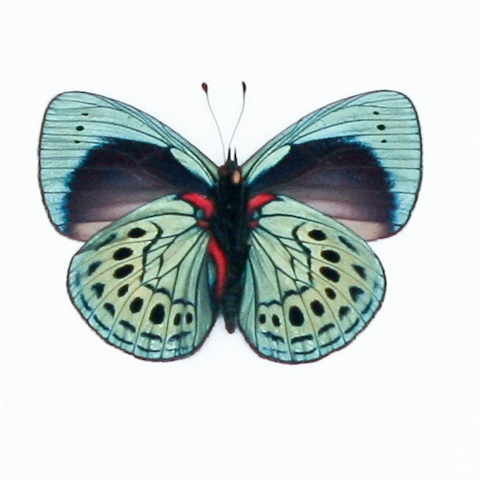 Charles Darwin Butterfly Framed Butterfly Art 1355