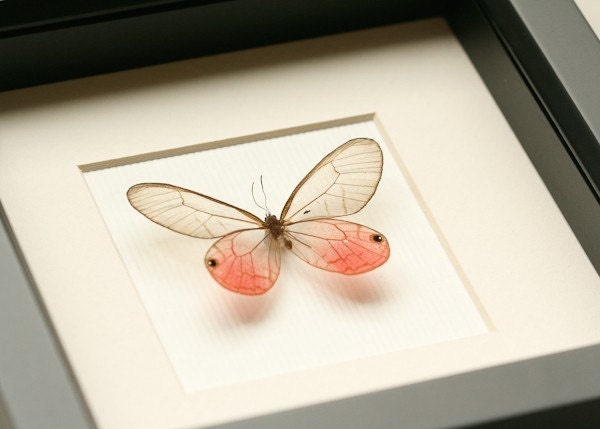 Real Framed Butterfly Display Pink Glasswing