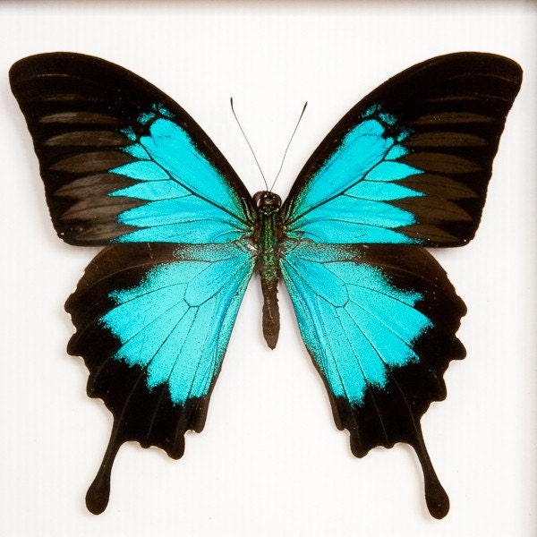 Blue Mountain Framed Butterfly Archival Museum Display
