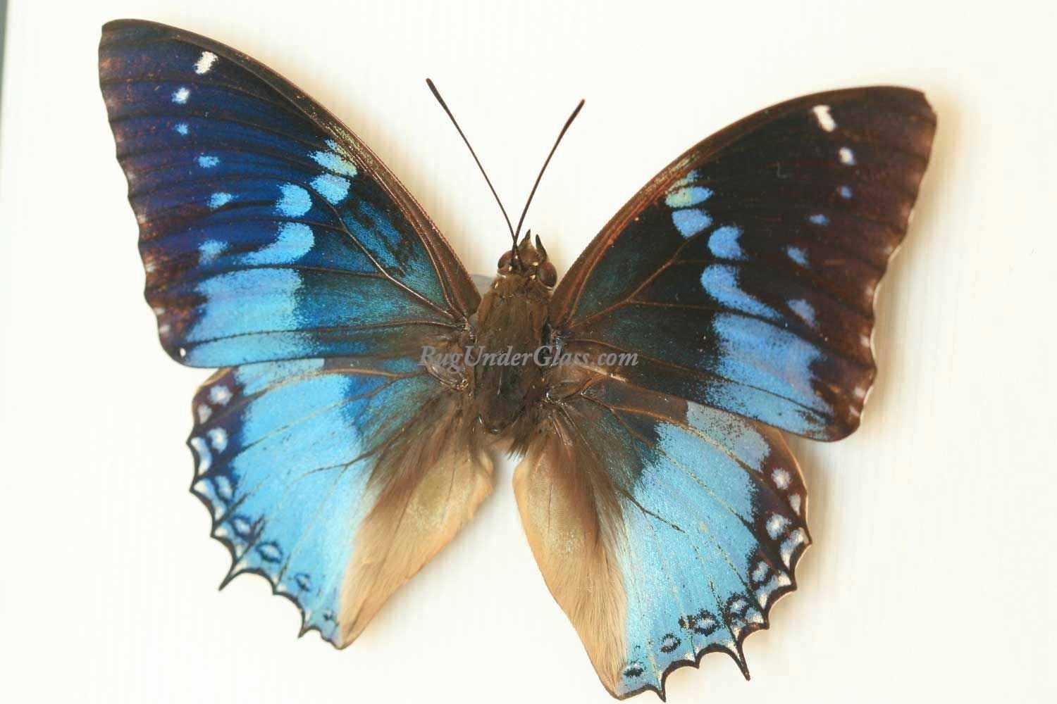 Blue African Framed Butterfly Display