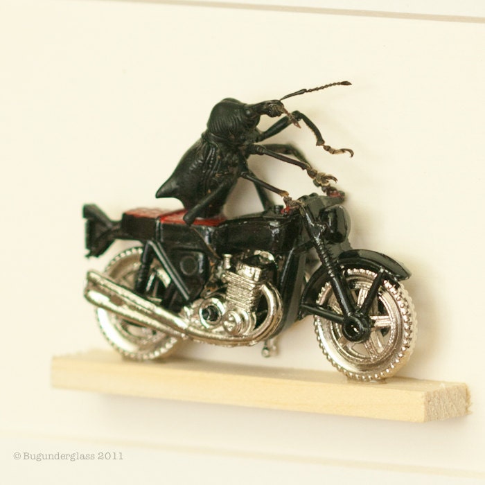 Weevil Knievel Beetle riding a motorcycle insect art diorama