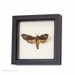 Real Death Head Moth Framed Insect Display