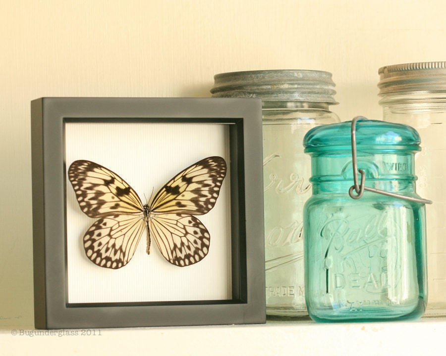 Real Framed Butterfly Idea leuconoe