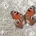 Real Butterfly in Paris Archival Print of the City of Paris 1776