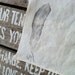 Feather - Organic Tea Towel