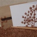 Anise - Set of 8 Blank Cards