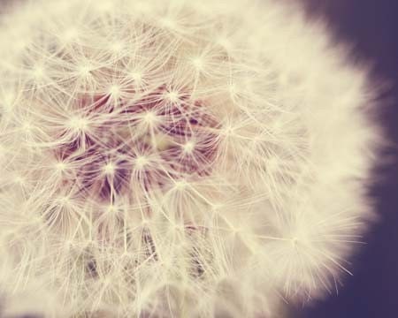 Fine Art Flower Photograph - Nursery Decor girly Amethyst - dreamy dandelion shabby chic white fall autumn seed garden 8x10
