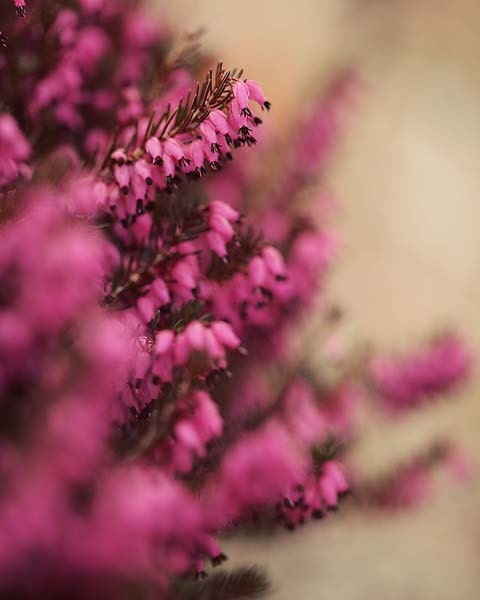 Pink Bells - Fine Art Photograph Print - 8x10 - pink black green plant botanical flower floral white warm hues fuschia