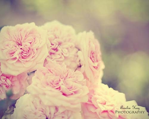 Spring Pink Photograph - Vintage Rose Bush - Fine Art Floral Print - 8x10 Soft pink olive green floral cottage shabby chic Mothers Day