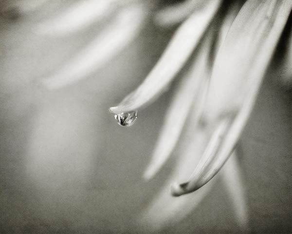 Black and White Flower Photograph - rustic water drop nursery decor macro home decor simple gray silver creamy vanilla 11x14
