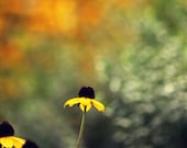 Flower Nature Photograph - spring golden yellow green dark forest yellow black dreamy romantic bokeh mustard