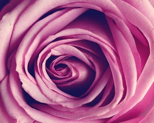 Flower Nature Photograph Print - Purple Rose - lilac pastel fine art amethyst fall autumn - 3.5x5