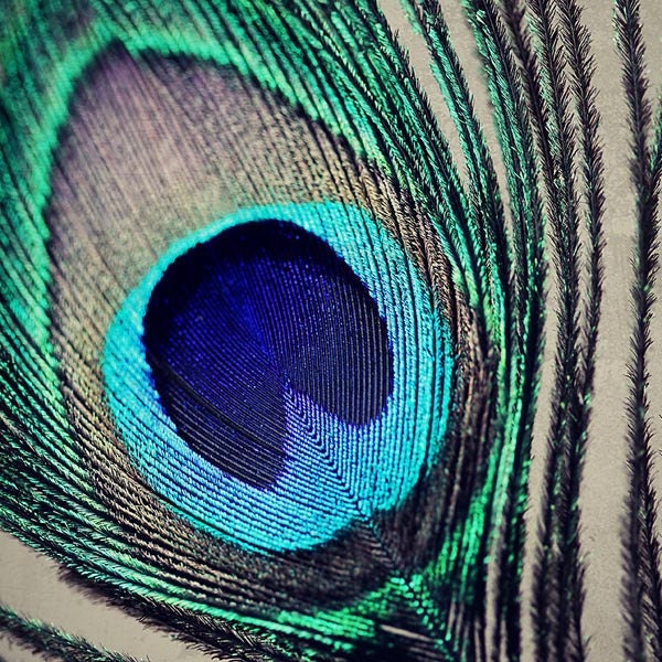 Peacock Mini Feather Photograph - Fancy Peacock Feather - abstract macro nature teal navy blue rustic emerald green brown cream 3x3