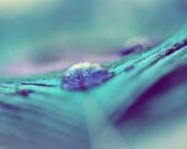 Peacock Feather Photograph - Water Drop On A Feather - Abstract Print teal blue navy blue white aqua - 5x7
