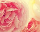 Flower Photograph Print - Loves Whisper - Peach Pink romantic soft white yellow golden cottage shabby chic love cabbage rose - 4x4