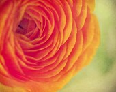 Flower Nursery Decor Photograph - Bright Orange nature floral pale green lime golden yellow light dark 8x10