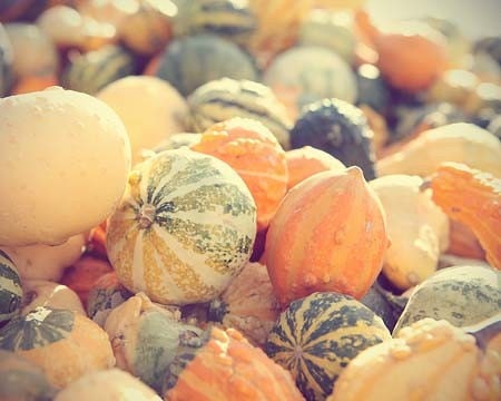 35% OFF SALE Baby Pumpkins - Photograph Harvest autumn fall gord halloween october home decor pastel golden 4x6
